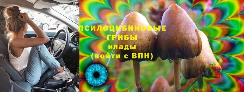 Псилоцибиновые грибы Magic Shrooms  Нестеровская 